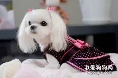 给马尔济斯犬美容注意头部