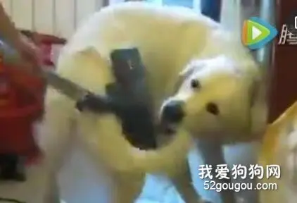 见主人拿起吸尘器，狗子立马撅着屁屁凑了上去...