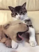 当傲娇的猫咪遇上小金毛……