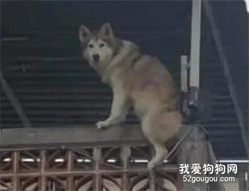 邻居来电称哈士奇要跳楼，主人赶回看到这一幕，瞬间笑疯了！
