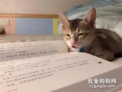猫非要陪主人看书，前一秒还精神着，下一秒直接睡着了！