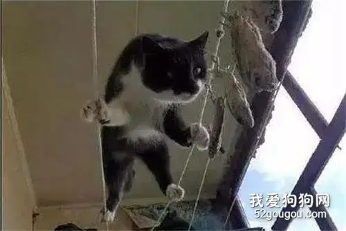 果然，没有哪个地方是阿喵去不了的！