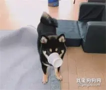 狗子从垃圾桶中偷盗酸奶盒子，被主人抓到后，它一脸的不服！