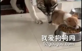 现在的小奶狗都这么无法无天吗？不收拾一下是不行了！