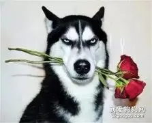 这只让曾让百万网友疯狂的二哈，不光结婚了，而且还生了宝宝