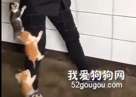 小猫突击队来啦！！救命呀~