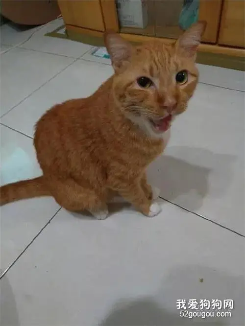 橘猫打开冰箱，叼走大鸡腿偷吃，被抓后，还一脸无所谓！
