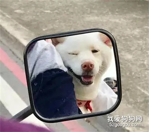 铲屎官骑车载狗去兜风，结果这货仿佛言情剧女主上身...