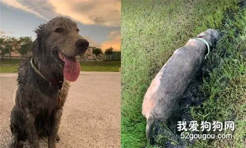 家里养了只大金毛，结果让邻居阿姨操碎了心...