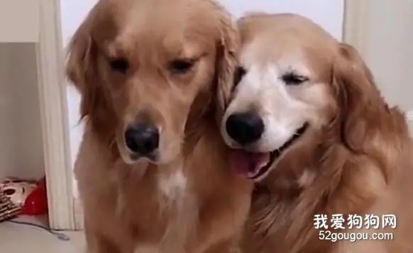 金毛看到自己碗里两个鸡蛋，小伙伴碗里却没有，下一秒场面好温馨！