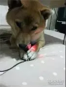 柴犬吃遥控器被训斥，它脑洞大开，送来这样一份大礼