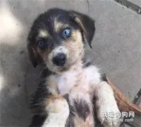 男子晒狗求鉴定，然而网友看到这狗子的长相，瞬间笑疯了！大喊这是上古神兽！！