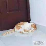 猫咪在墙角乖乖待了2小时不动，感到奇怪的铲屎官把猫拉开一看...