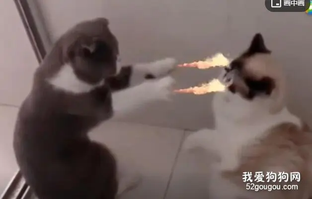 当给猫咪加上特效后，实在是太可爱了！