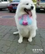 漂漂亮亮的萨摩耶，回趟老家怎么就......网友：太可怕了！