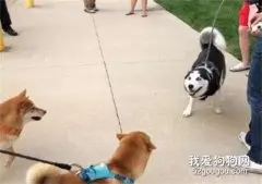 哈士奇挑战柴犬，一言不合就打了起来，战五渣真是名不虚传