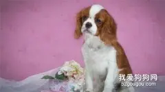 西班牙小猎犬注意力训练的几种方法