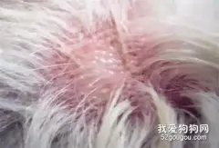 狗狗皮肤病症状 教你分辨皮肤病