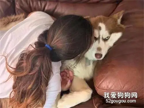 妹子亲了一口哈士奇，然而狗子居然做出这种举动，主人崩溃了！