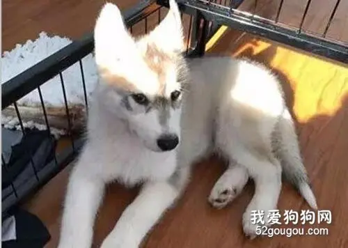 这也许是只最“胆小”二哈了，连拆家都不敢....