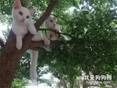 网友在树下乘凉，抬头一看，惊呆了....
