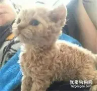 网友养了只小猫，但是你确定这不是泰迪转世吗？