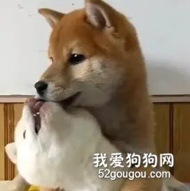 如何让生气的女朋友瞬间变温柔？都来看看！