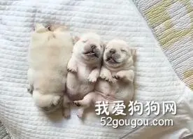 这哪里是狗子，软软嫩嫩的简直像个猪宝宝！