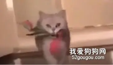 为什么要这样对我，我出去赚小鱼干是为了谁！？