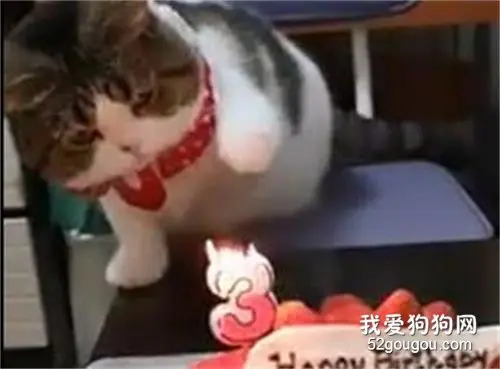 给喵星人过生日，也不知道许愿没有……