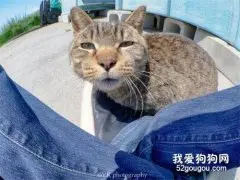这猫发现有人在拍自己，于是慢慢把脸凑近镜头的画面，太逗了！