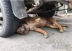 狗狗“碰瓷”出意外，惨遭车祸？