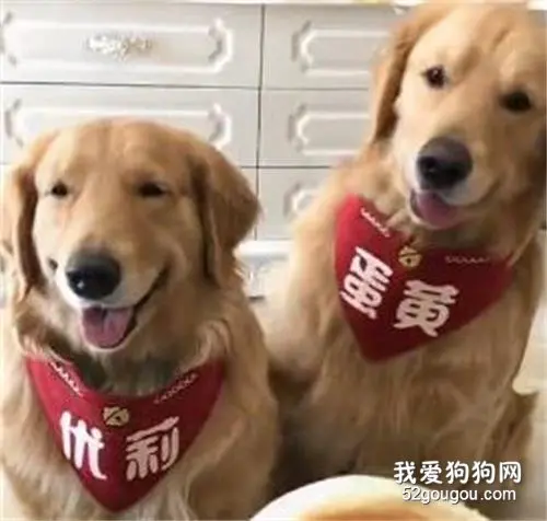 金毛慷慨让饼给同伴吃，原因竟然是.....