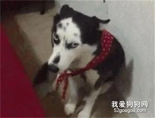 二哈长得像奶牛？看到这发型，网友笑喷了..