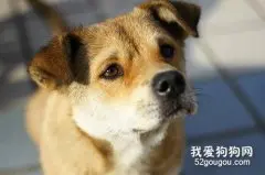 中华田园犬的缺点 你知道吗