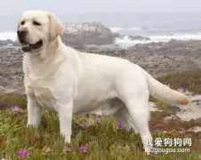 中型犬的优点是什么