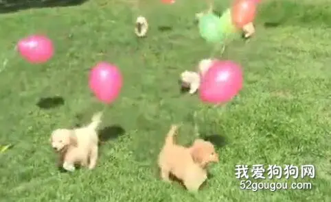 ​金毛宝宝第一次集体室外游，看得心都融化了！！！