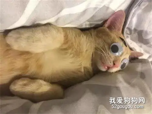 网友家的猫睡得太死，于是主人开启了玩猫模式....