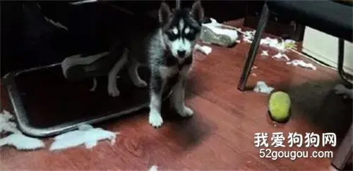 哈士奇寿命平均10年左右，但养的好的话它能把你送走，笑屎了！网友：二哈太可怕！