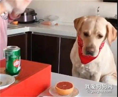 拉布拉多吃饭超有仪式感，结果...我当时就震惊了！