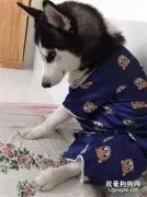 网友给二哈穿上睡衣后，这货就这样坐一整晚....