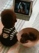 生了娃以后，泰迪连娃也不管了，只专心看电视！