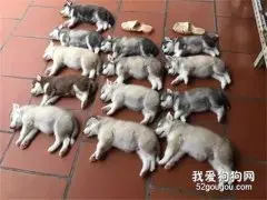 哈士奇一窝生了13只娃，可看到这些小奶狗后网友全笑喷了...