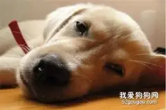 狗狗生病的常见情况 你知道多少