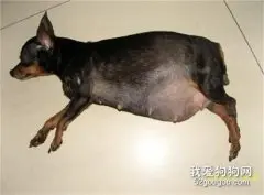 小鹿犬生产前的征兆有哪些