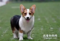 柯基犬什么时候发情？