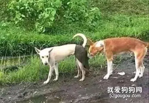 为了保护狗狗的贞操，主人的操作笑屎个人！