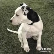 这只狗狗耳朵上有一个特殊纹身，很多网友都称赞：好神奇！
