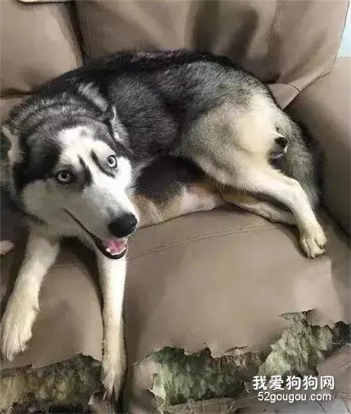 主人骂小狗狗被二哈发现，立马现身保护，可这姿势...