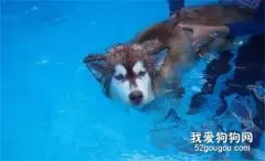 主人教哈士奇游泳，没想到狗子差点成了废狗，笑疯了！